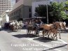 Calgary Stampede Downtown