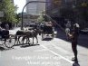 Calgary Stampede Downtown