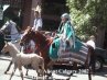 Calgary Stampede 2002